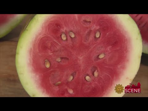 Heirloom Bradford Watermelon Making A Comeback