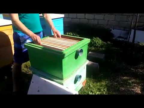 УХОДИМ ОТ РОЕНИЯ- Налёт на МАТОЧНИК с последующим объединением пчелосемей перед ГВ.