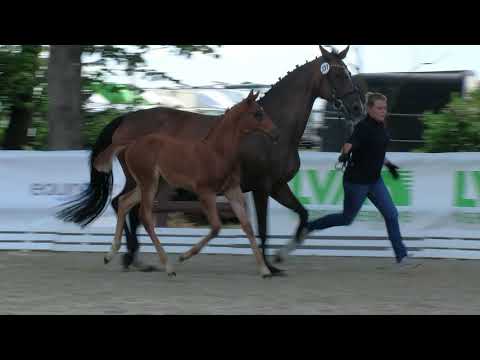 Hf v Conthargos x Quidams Rubin x Cassini II 2019