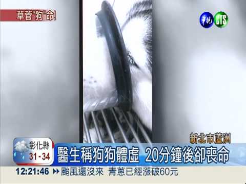 氧氣罩脫落害死犬? 飼主控告醫院