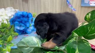 ミニチュアダックスの動画01
