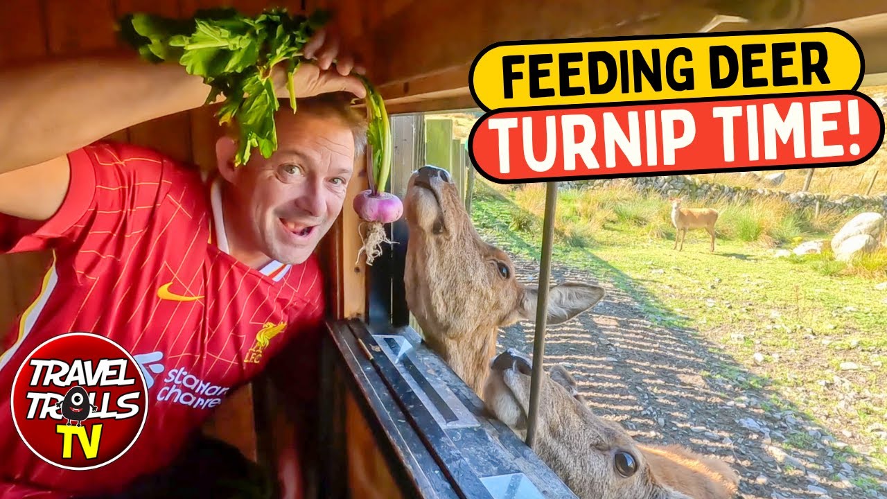 Having A WILD Time In Scotland: WILD Camping/WILD Deer