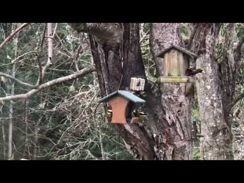 Evening Grosbeaks- The winter flock returns , Feb 2017