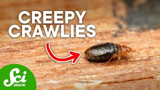 The Truth About Bed Bugs: It