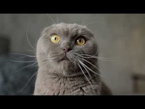 Stunning 4K Ultra HD Test Video  Crystal Clear Visuals & Vivid Colors