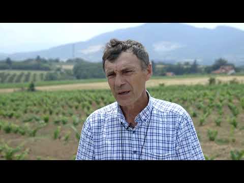 VINOGRADARSTVO u Sumadiji - U nasem ataru 906