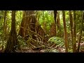 Amazon Jungle Documentary National Geographic