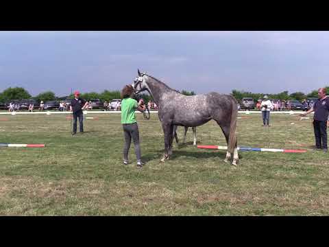 Holsteiner Fohlenschau Föhr 2021 | SF | Crack x Baloubet d.R. x Casall | St. 104A | H. Martensen