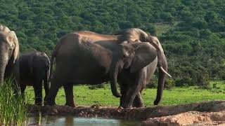 Download lagu No Copyright, Footage Video Cinematic 'GAJAH' #cinematic #video mp3