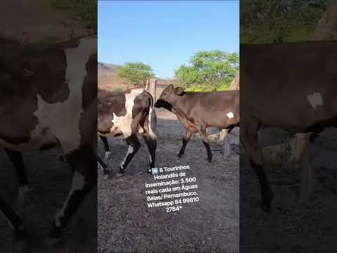 8 Tourinhos Holandês de inseminação: 3.500 reais cada em Águas Belas/ Pernambuco.ZAP 84 99810 2784*