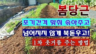 [텃밭농부 2,252]  봄당근. 포기간격 맞춰 솎아주고, 북돋우고, 1차 웃거름 주는 방법! #당근재배