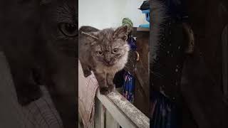 Download lagu Kucing Ini Disenangi Karena Ekornya Mengembsng mp3 Download lagu Kucing Ini Disenangi Karena Ekornya Mengembsng mp3