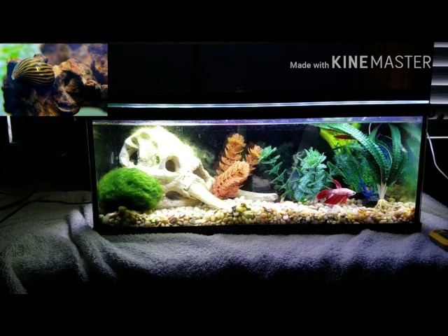 Betta tank mates for a 2.5 gallon tank