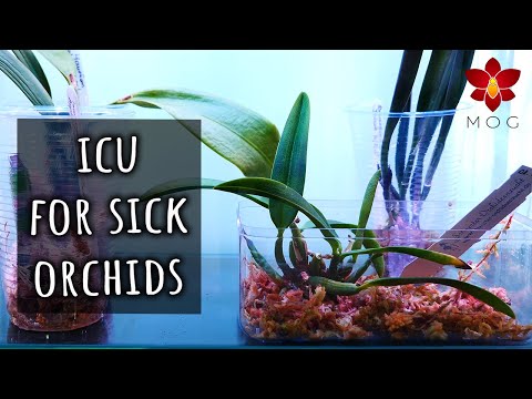 How I promote healthy root growth on weak Orchids - ICU setups!