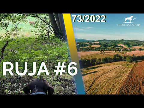 SUDECKA OSTOJA 73/2022 Roe Deer Season Hunting #6 | Roe Buck Hunting in Poland