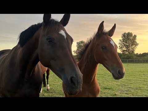 Sephora *2025 Holsteiner Championatsfohlen - Keaton x Fragonard xx