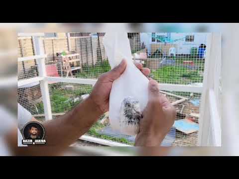UK PAKISTANI PIGEONS LUTON ( JHONSIRA 15.05.2019)