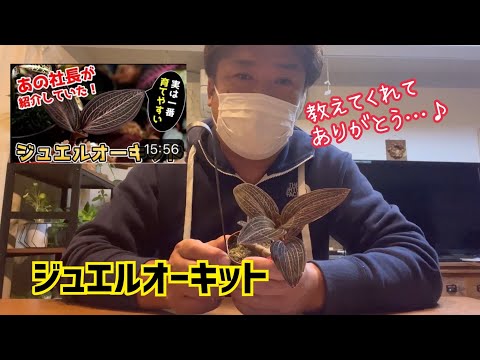 園芸 ジュエルランの種類と栽培方法