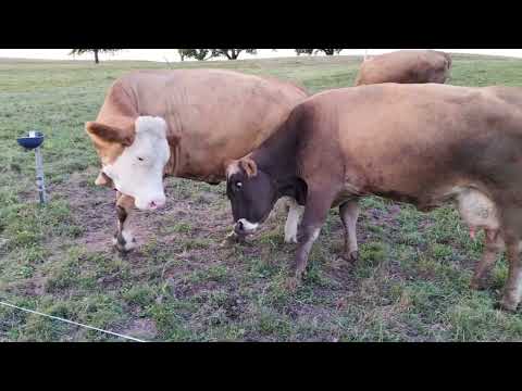 Mucche che si contendono acqua