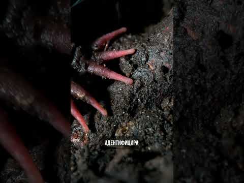 По-бърза от миг: Невероятната суперсила на звездоносата къртица 👃🧬