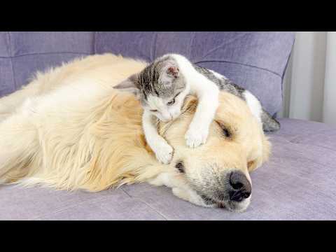 YouTube 썸네일