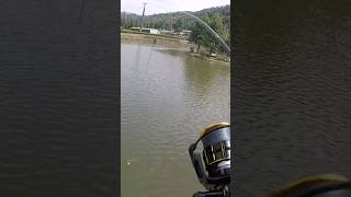 Download lagu Tes betot ikan baung joran 3lb singgel heand di pemancingan taiwan#satriomijilchanel #fishing mp3