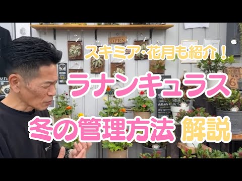 黒檀の家族 植物