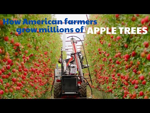 How American farmers grow millions of APPLE TREES and turn them into delicious products