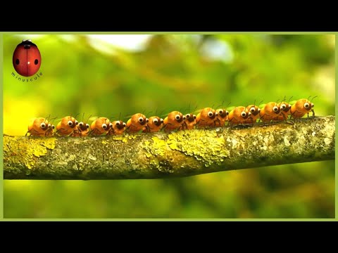 Honey Fly 🐝 Minuscule 🍃 15' Compilation