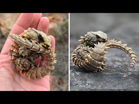 Armadillo Lizard 🦎 A Mini Dragon in Real Life!