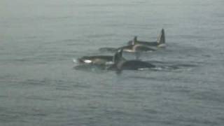 preview picture of video 'orcas en puerto de tarifa.wmv'