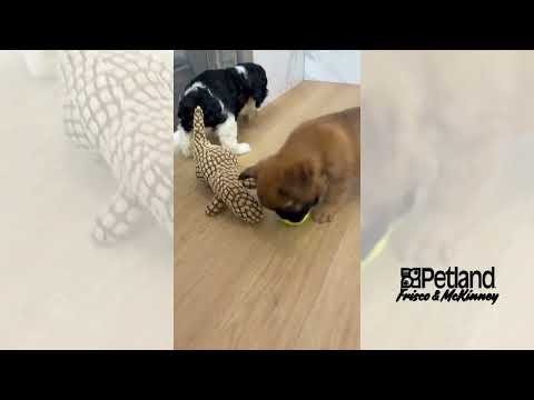 French Bulldog - 40074 video preview