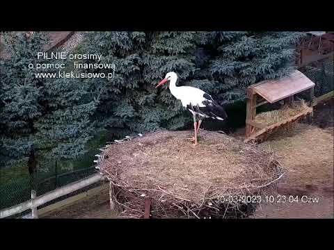Bociany z Klekusiowa walczą o gniazdo z intruzem