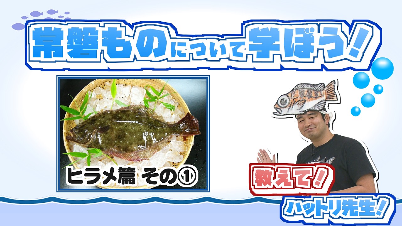 【常磐ものについて学ぼう！】ヒラメ篇その①