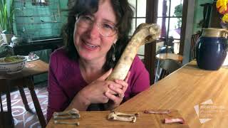 Chicken Bone Experiments