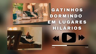 Gatos fofos dormindo em lugares engraçados / sleeping cats