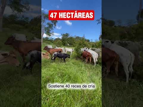 🍃(SE VENDE)🍃FINCA DE: (47) HECTÁREAS🍃Mayores informes contáctese vía WhatsApp: (+57) 310 355 8414🍃