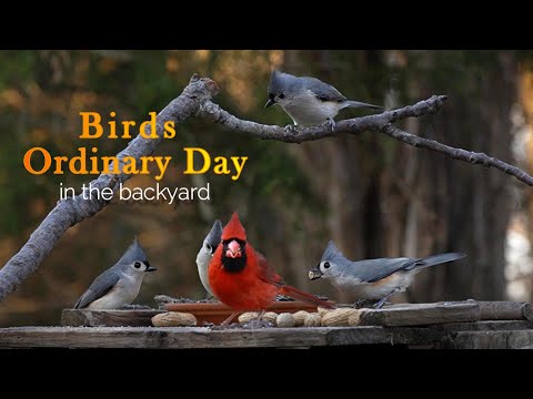 Playful & Cute Tufted Titmouse and Backyard Birds in Tennessee【Backyard Birdwatching January 2023】