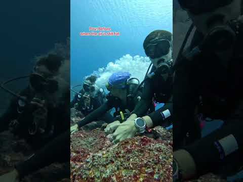 Close Call in Komodo’s Cauldron! Epic Dive with Strong Currents