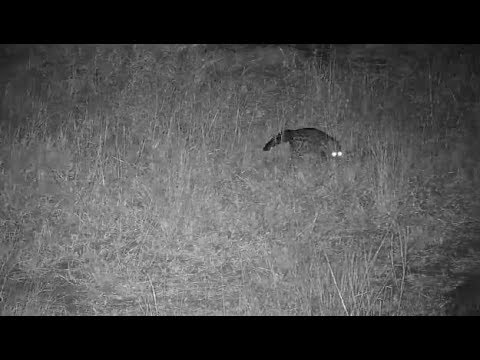 Djuma: Genet hunting - 18:49 - 06/04/19