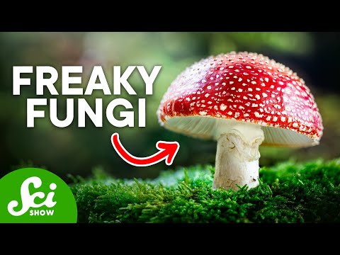 6つの変なキノコ（その他の菌類も (6 Weird Mushrooms (And Other Fungi))