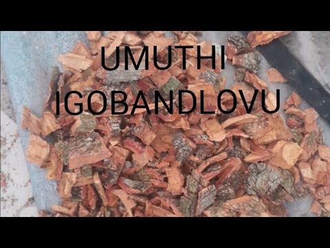 Igobandlovu umuthi osizayo ezintweni eziningi 0631138989