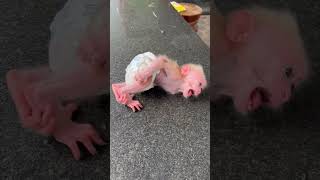 Pity Lolo Fall Down From Talbe