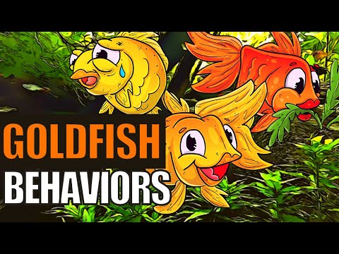 Goldfish Behavior | What Do These Goldfish Behaviors Mean?