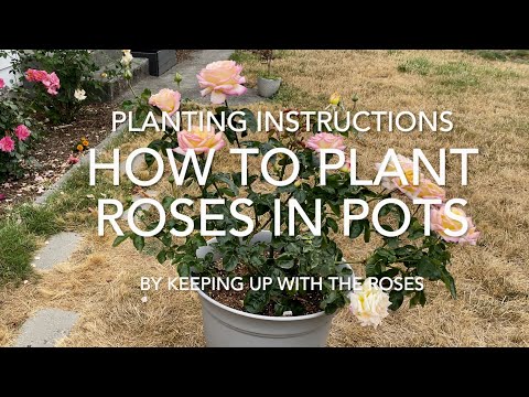 How to Plant Roses in Pots