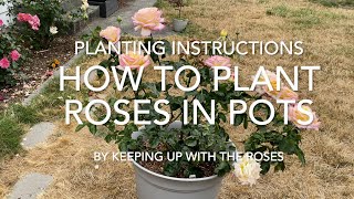 How to Plant Roses in Pots