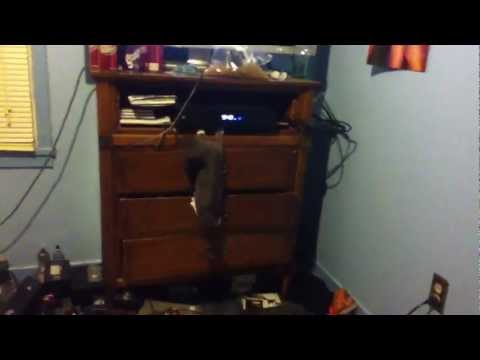 SkylurExottic’s Video 120297192752 uFVGvuYHr60