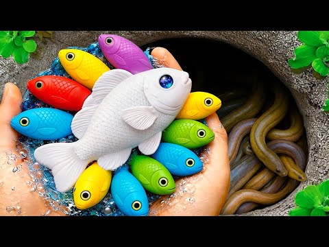 Catch Beautiful Aquarium Fish in Small Pond – Baby Turtles, Eel, Koi, Glofish, Guppy, Betta Fish