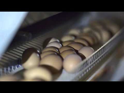 OMAZ Italy - SOUFFLAGE DES OEUFS | cage poules pondeuses
