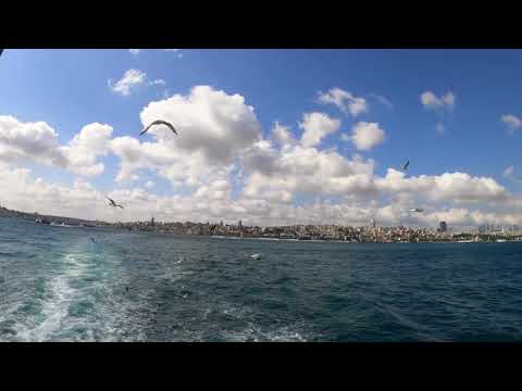Birds Flying | Beauty In Nature